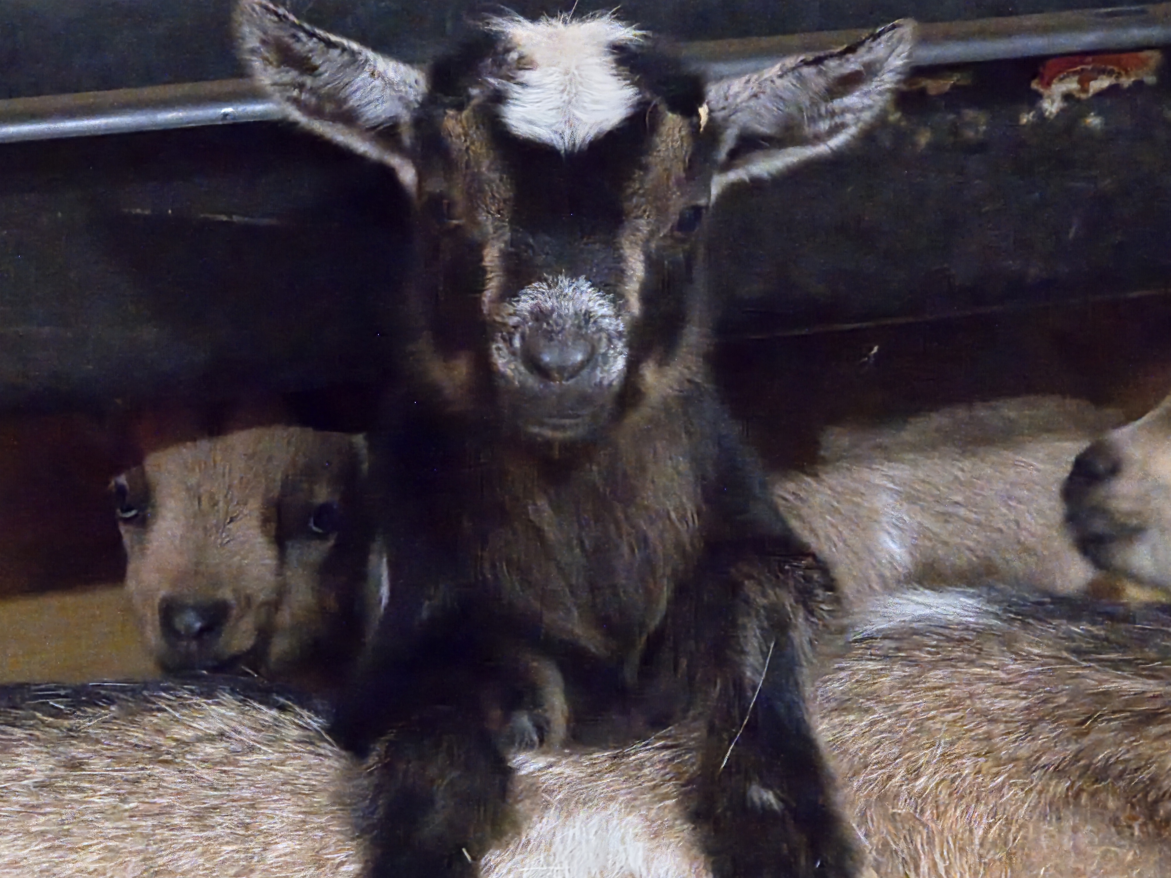 Quality Nigerian Dwarf Goats